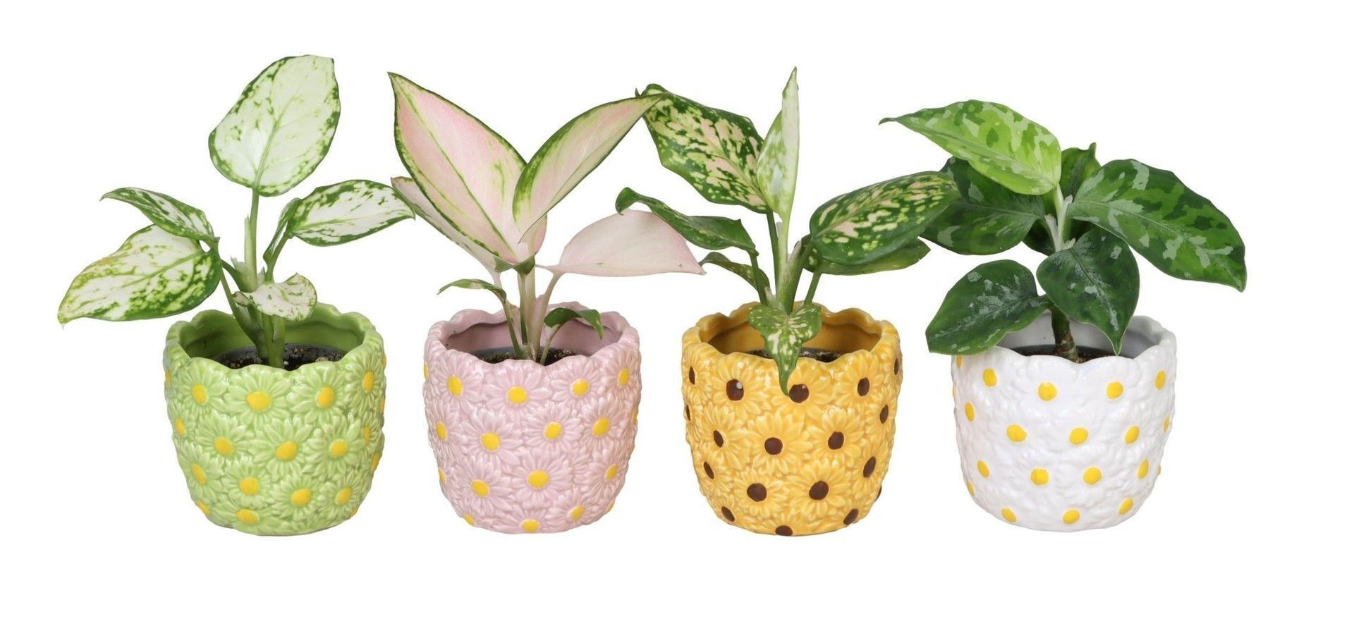 L 66574 with Aglaonema Mix 6 cm, D 6