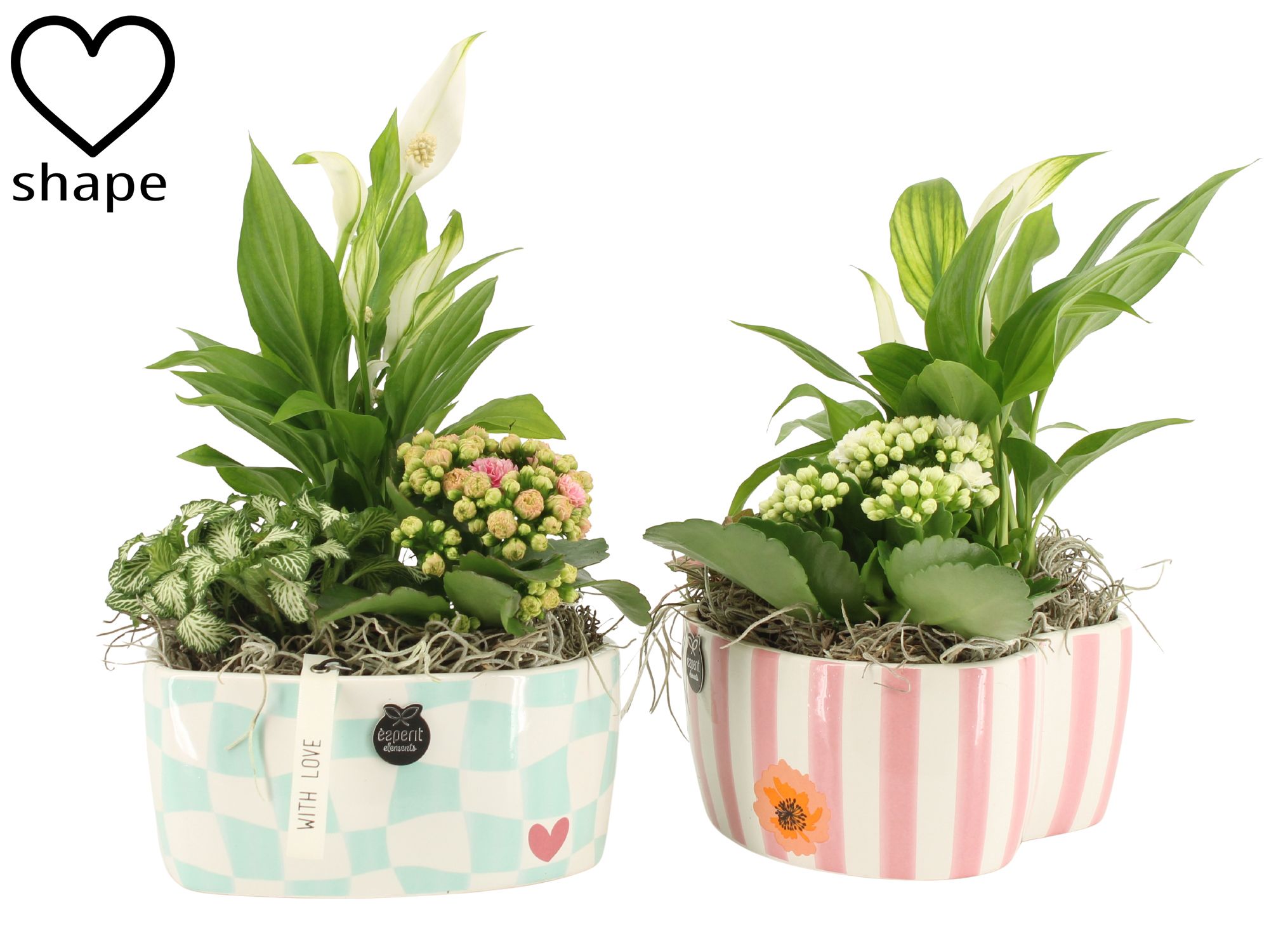 21858: Lovess arrangement, D 17