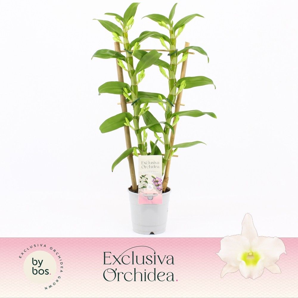 Dendrobium Nobilé, Apollon 2-spike Bamboo 'Exclusiva Orchidea', D 12