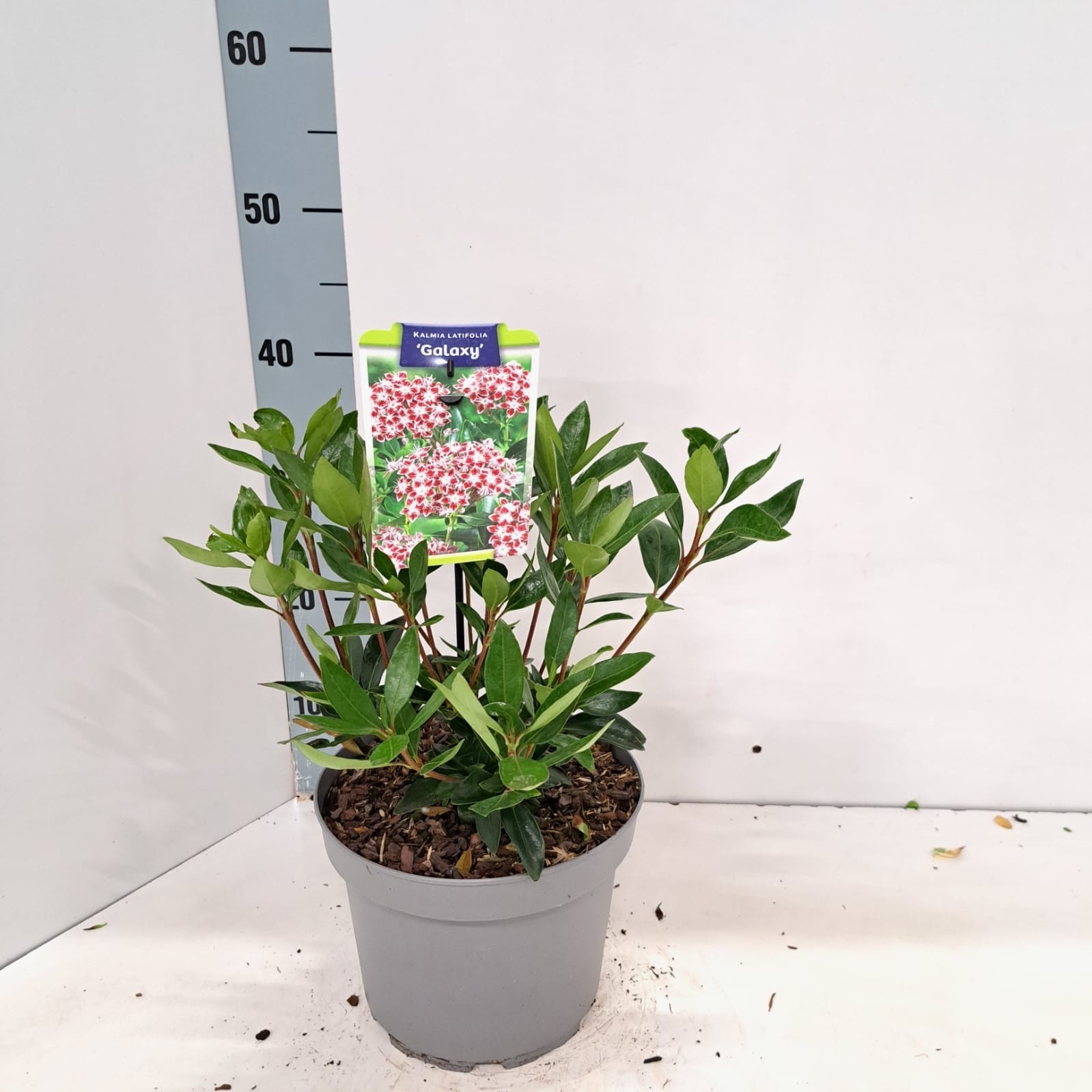 Kalmia lat. 'Galaxy', D 21