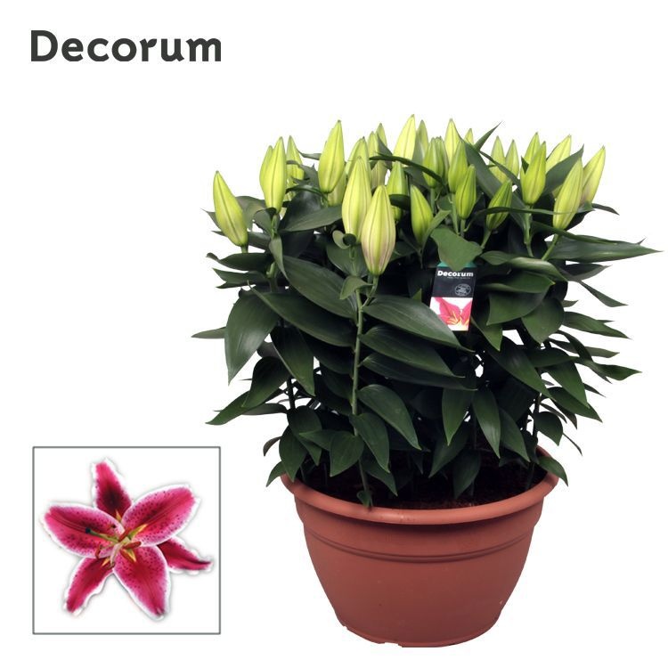 Lilium Or Starlight Express XL 15pp, D 35