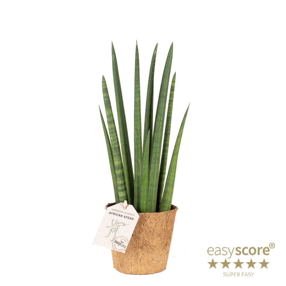 Sansevieria cylindrica ´Rocket´ - COCOZ, D 11