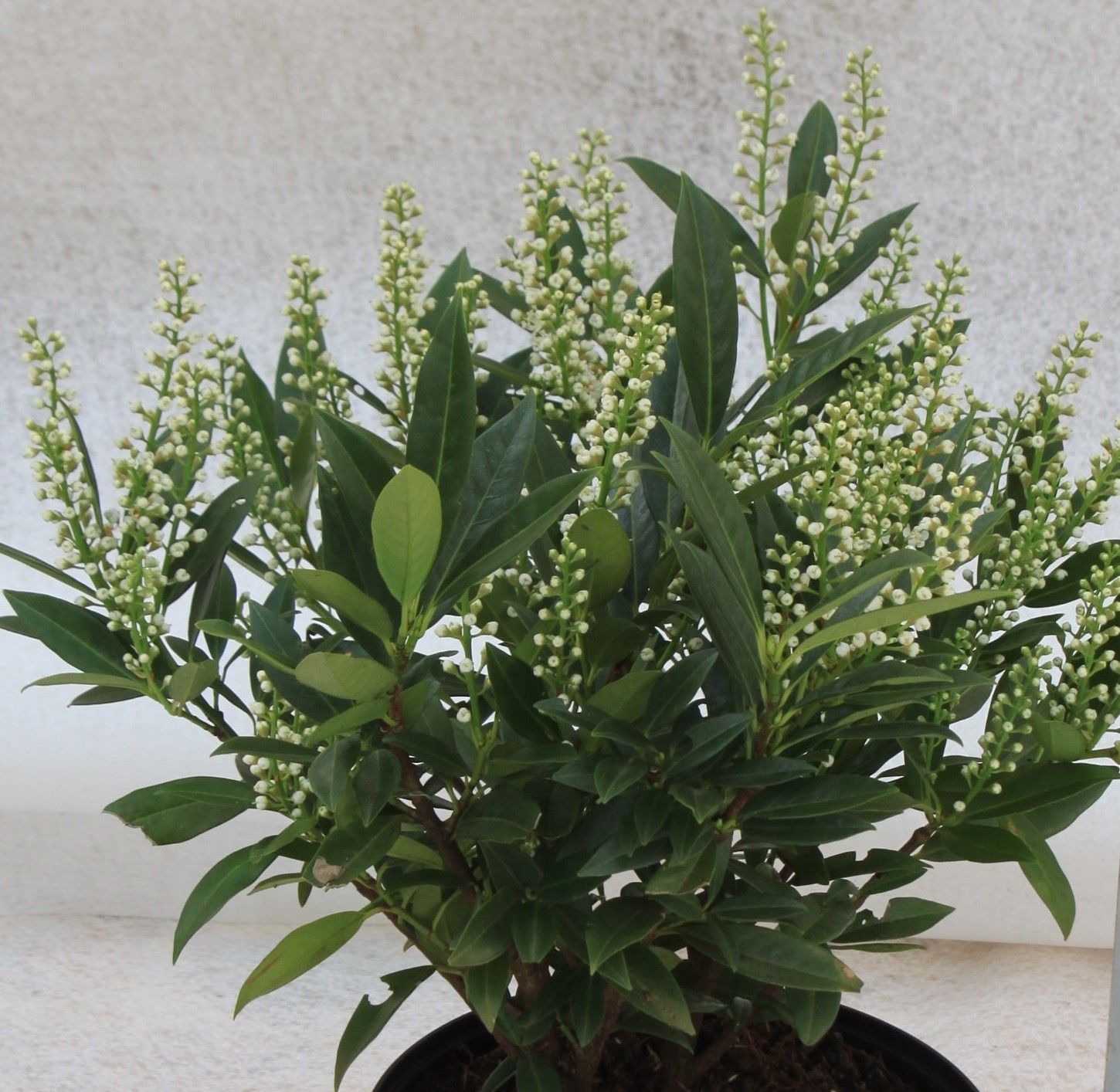 Prunus laur. 'Otto Luyken' 40-50cm, D 23