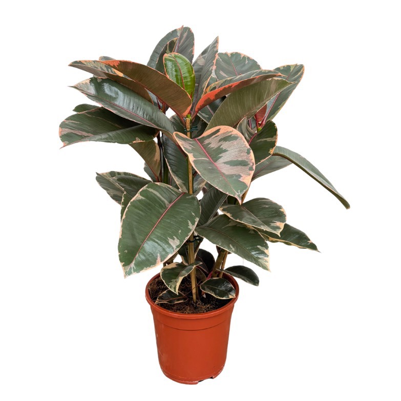 Ficus Elastica 'Belize' toef - 80cm - 3PP, D 21