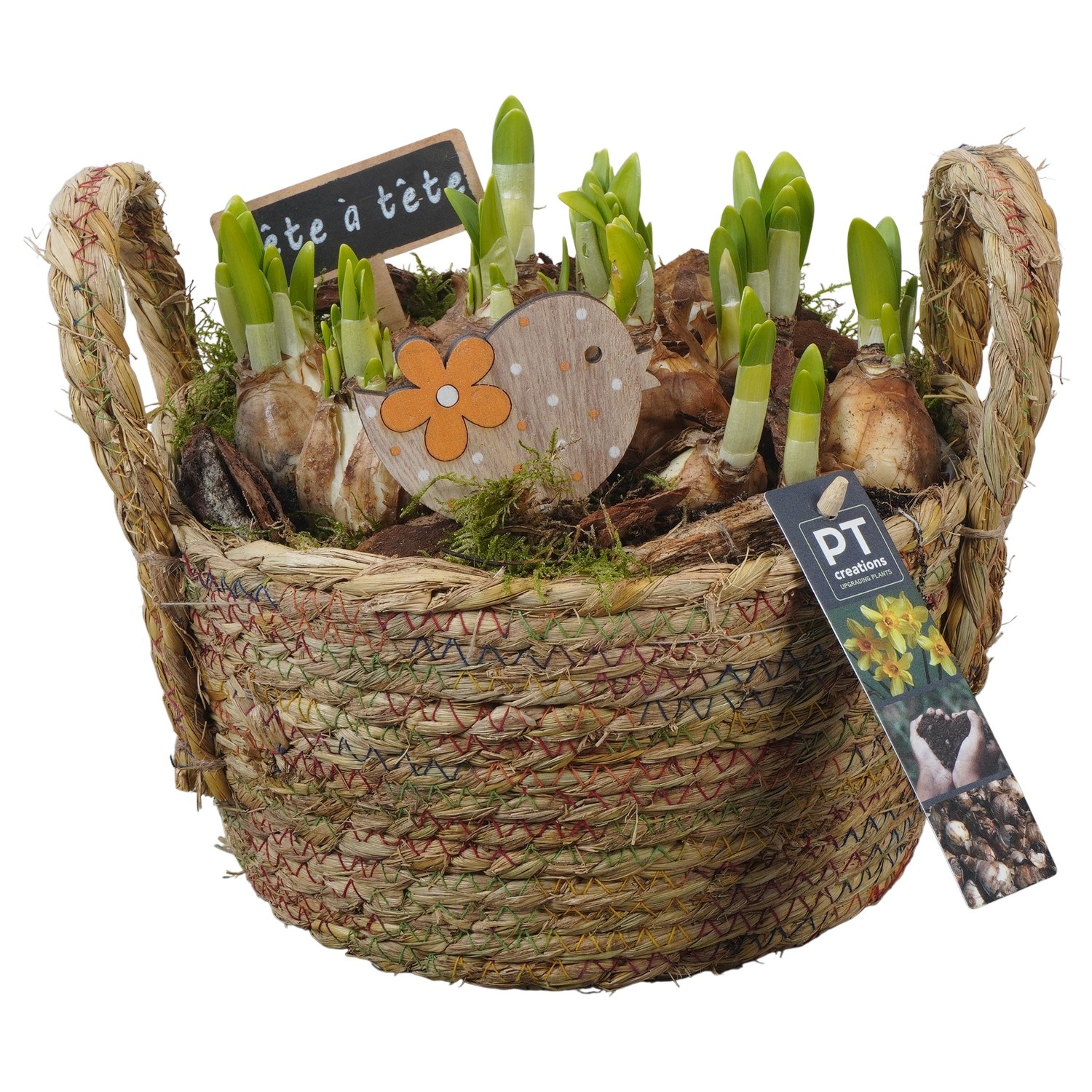 PTN8613 Arrangement Narcissus in rieten mand, D 22