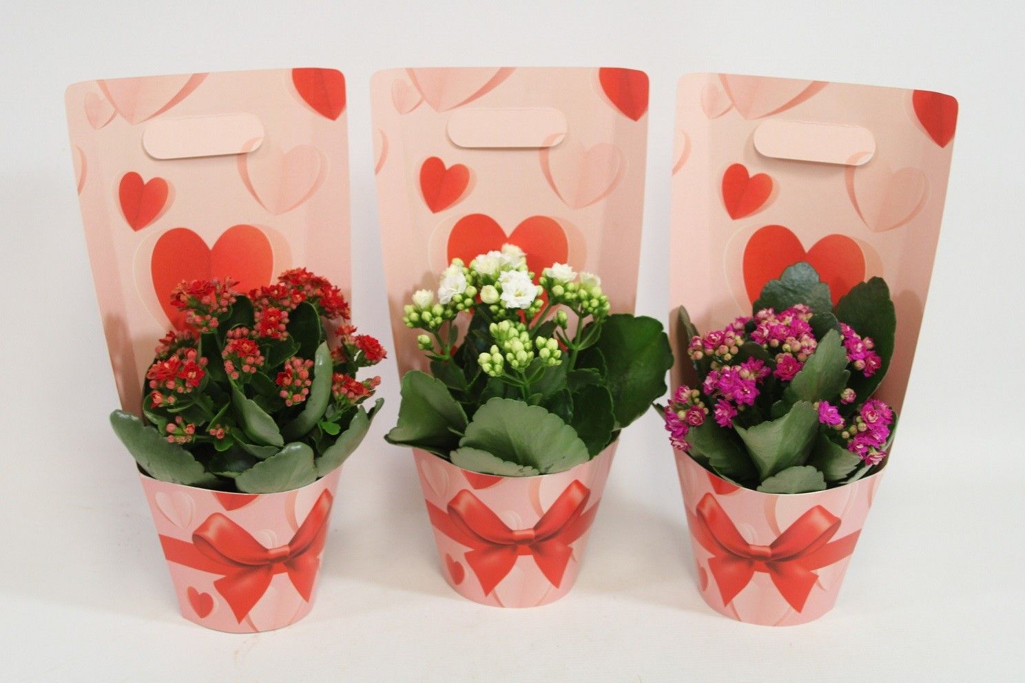 Kalanchoe in Japan Rose draagtas. Valentijn, Moederdag en Vrouwendag, D 12