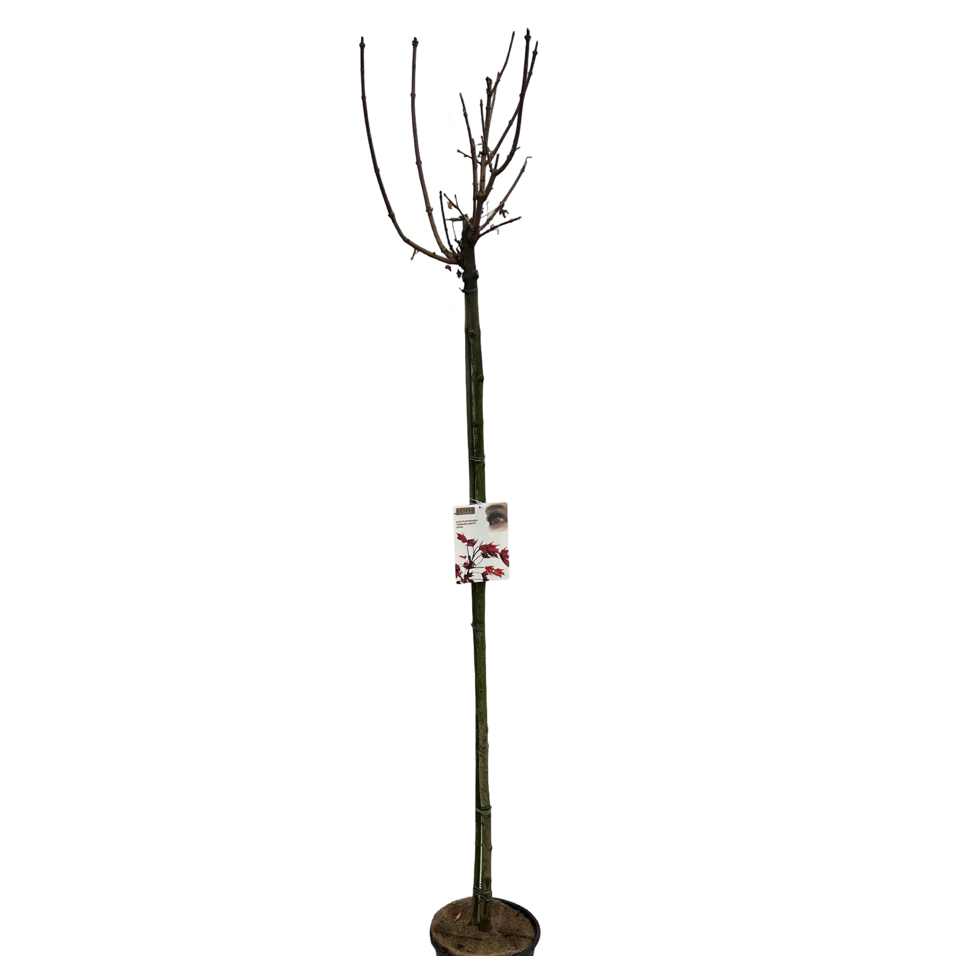 Acer platanoides 'Crimson Sentry' stam 100 cm, D 27