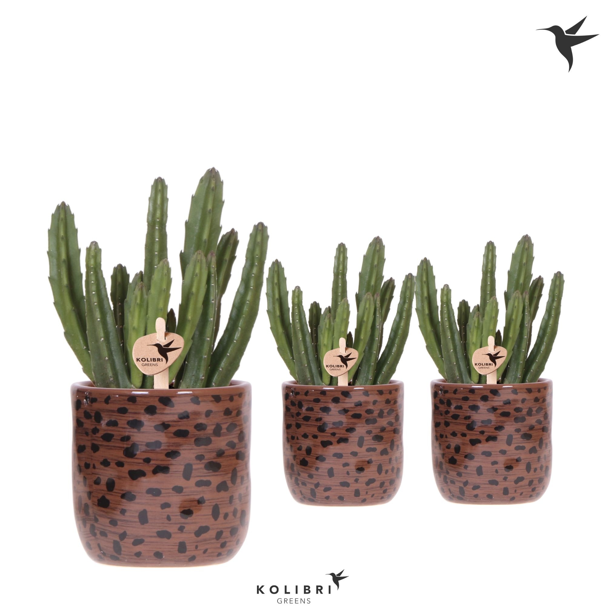 Kolibri Greens Stapelia Leendertziae in Leopard pot, D 9
