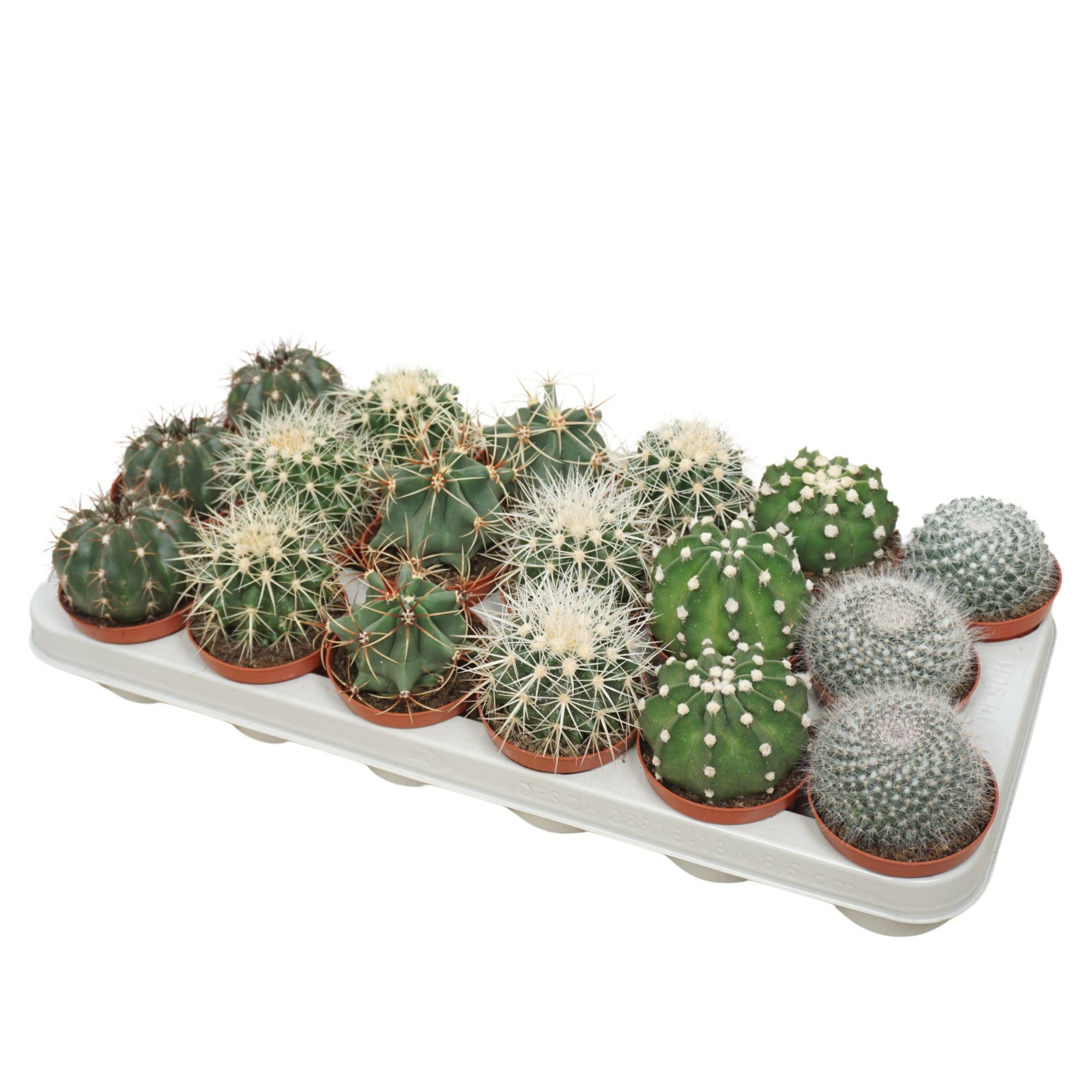 Bolcactus mix 8,5 cm, D 8,5
