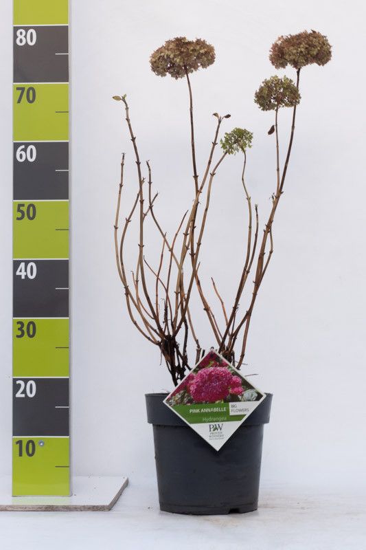 Hydrangea arborescens ' Pink Annabelle' C 4,6, D 23