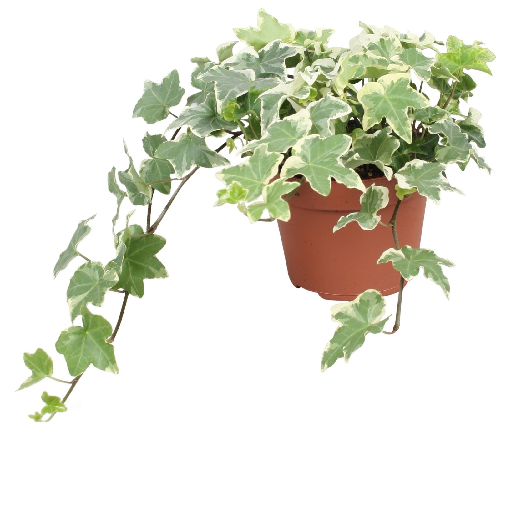 Hedera helix Tonny, D 13