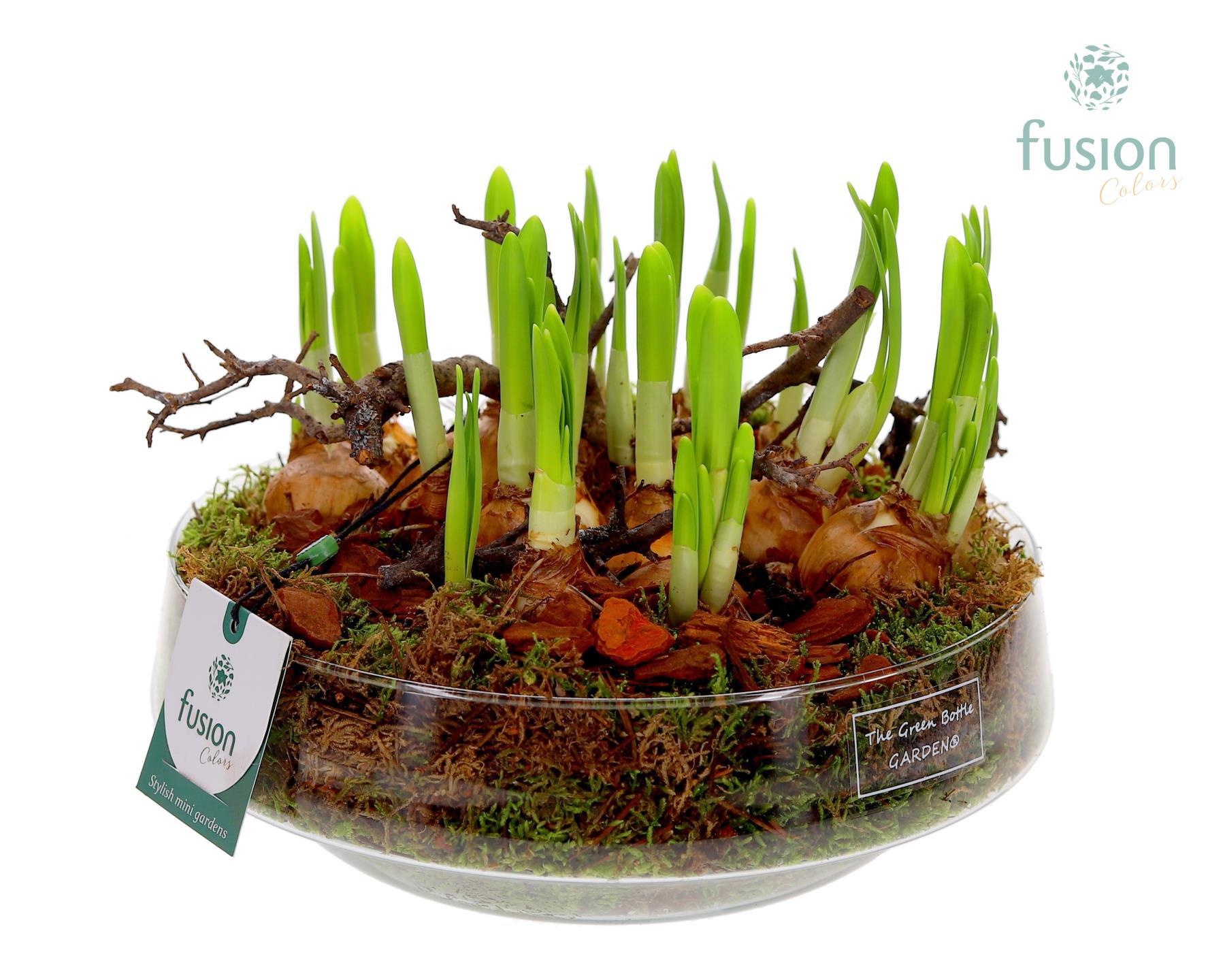 Green Bottle Iris Large met Narcissus, D 24