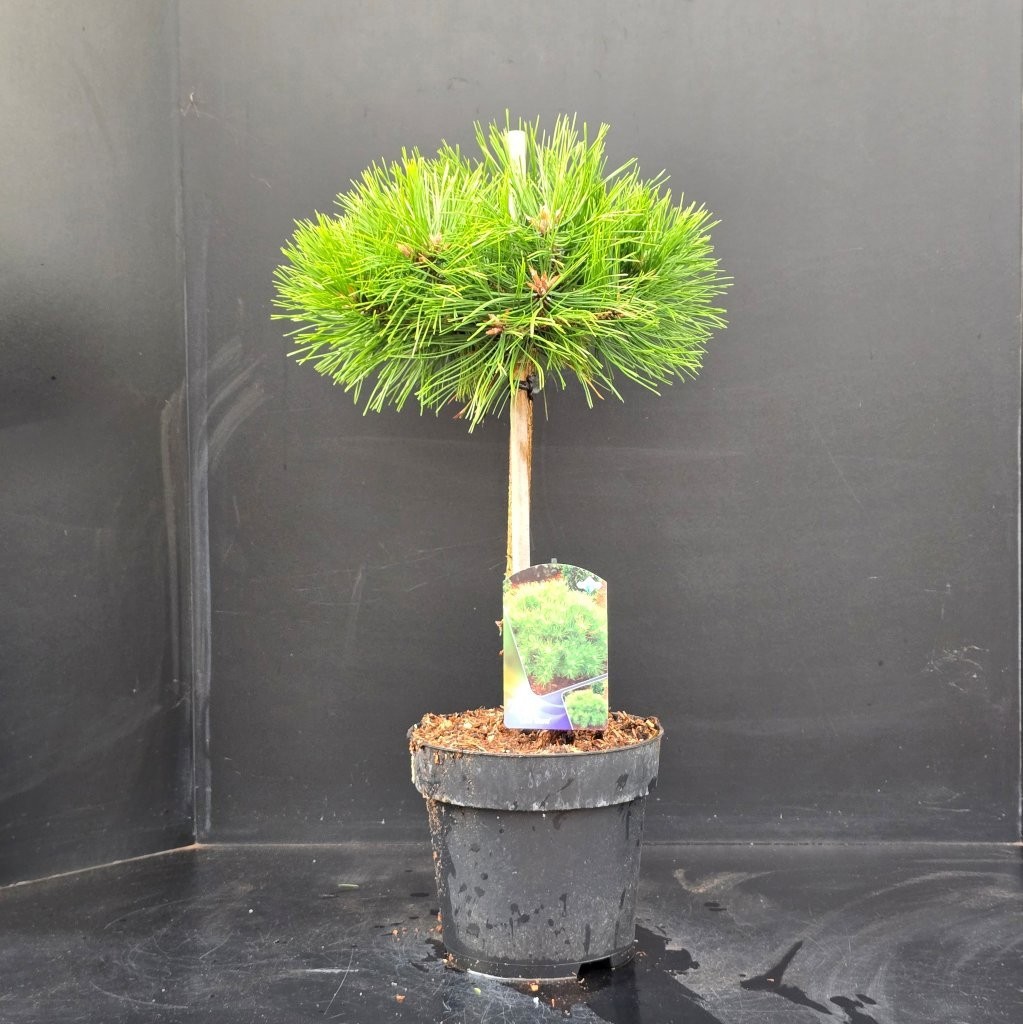 Pinus densiflora Low Glow, D 26