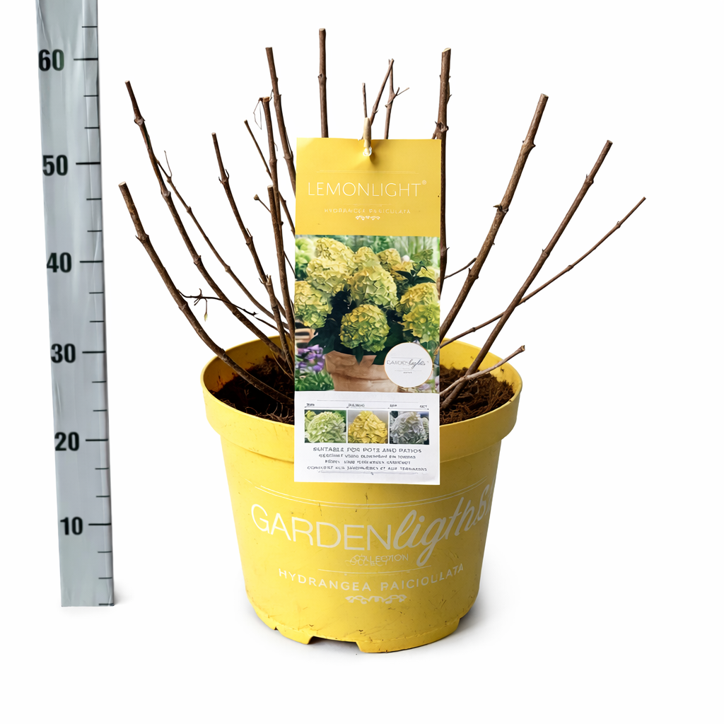Hydrangea Pan. Lemon Light, D 26