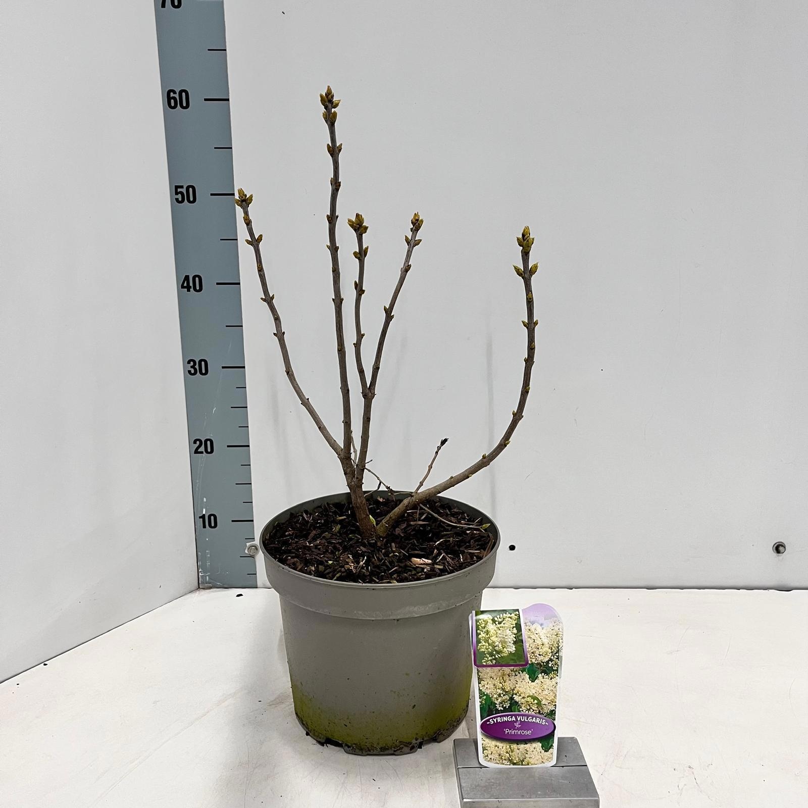 Syringa vulg. 'Primrose', D 23