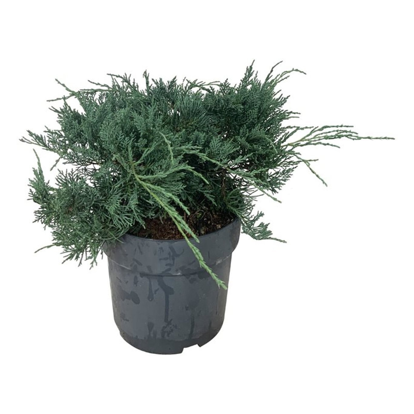 Juniperus virg. 'Grey Owl', D 24