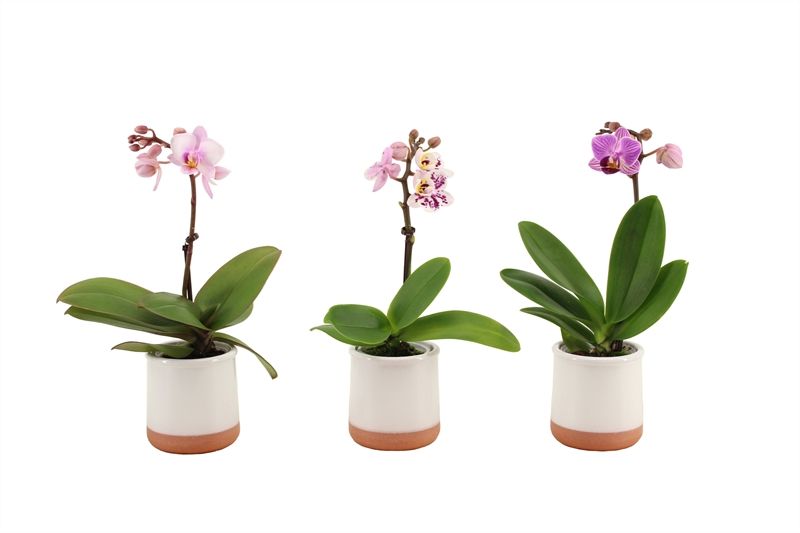 Valencia p06 white Phal Tiny Dolls mix 1T07+ Aqu@, D 6