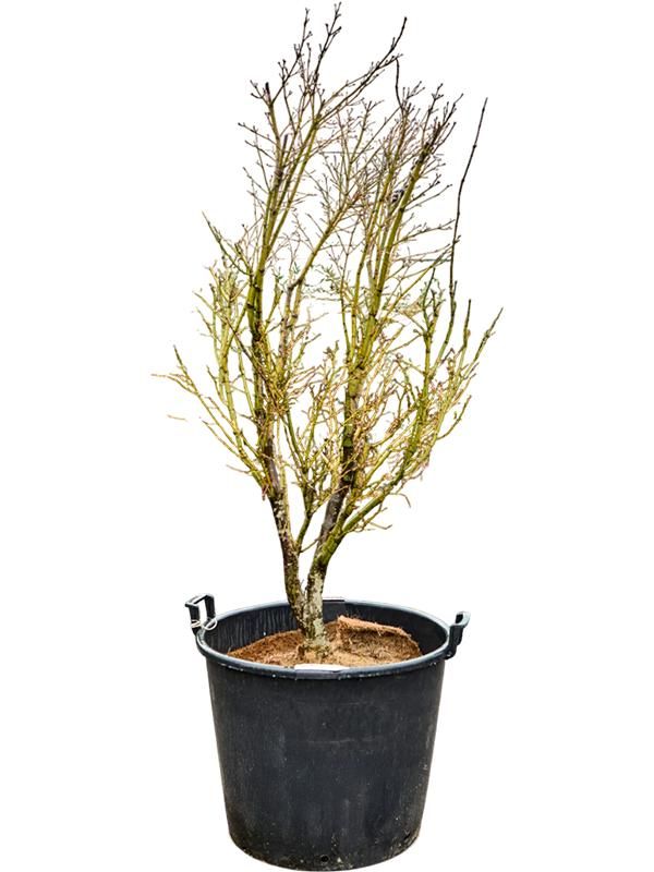 Acer pal. 'Linearilobum' (200-260), D 64