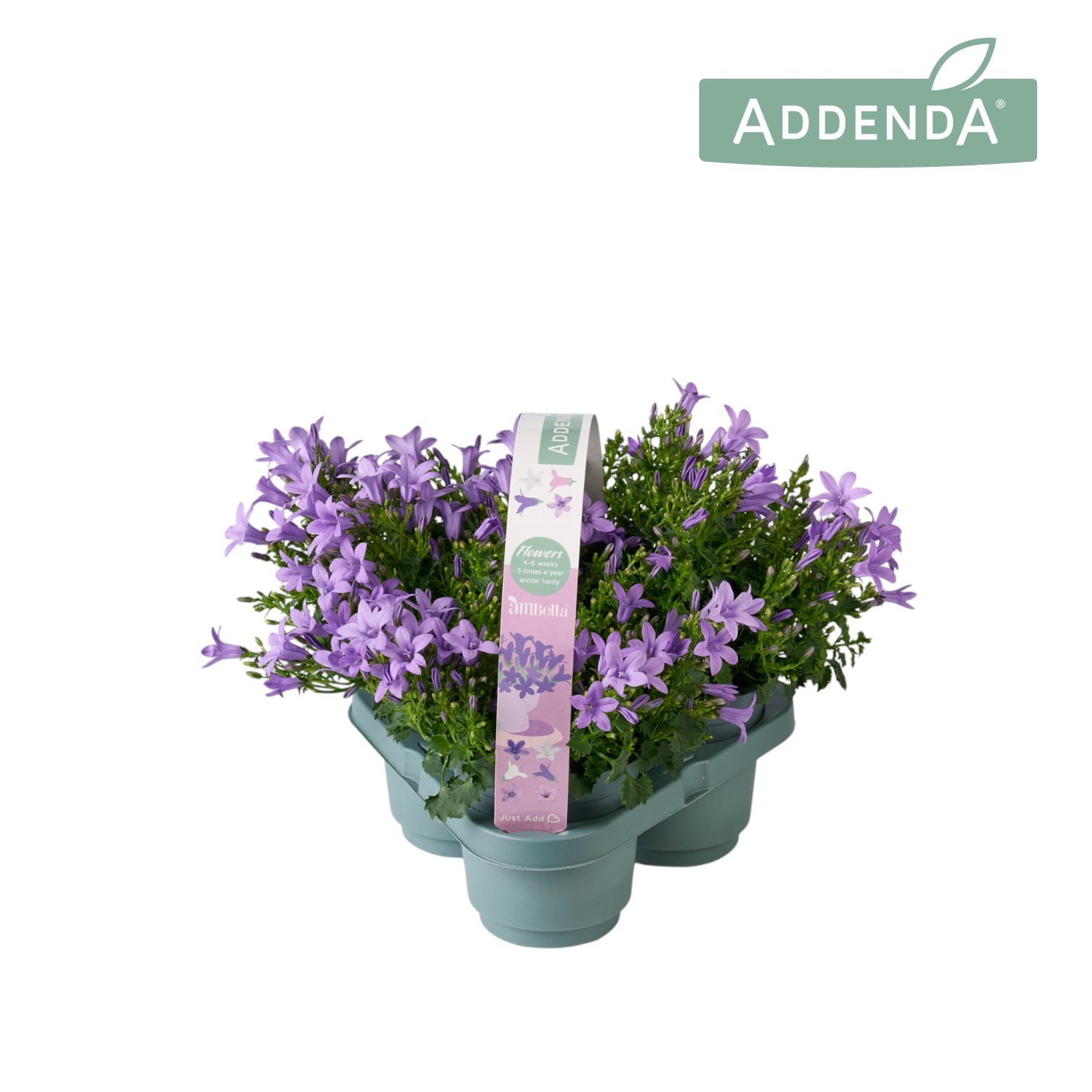 Campanula Ambella Lavender 3-Pack, D 10,5