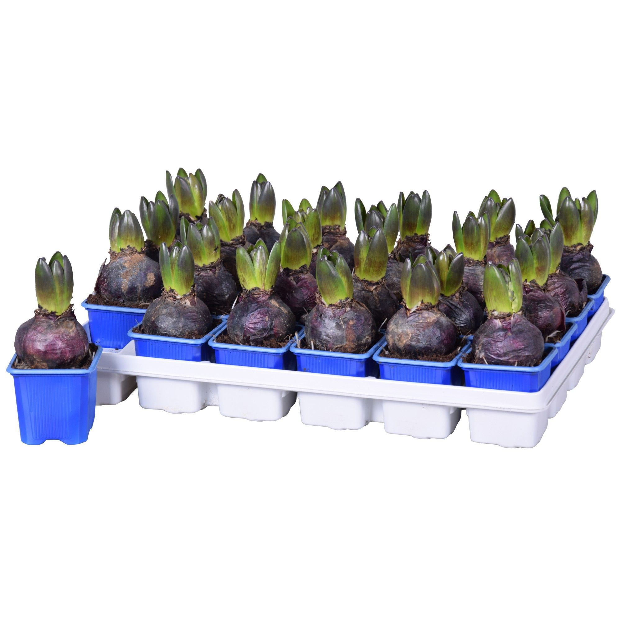 Hyacinthus Blue Star, D 7