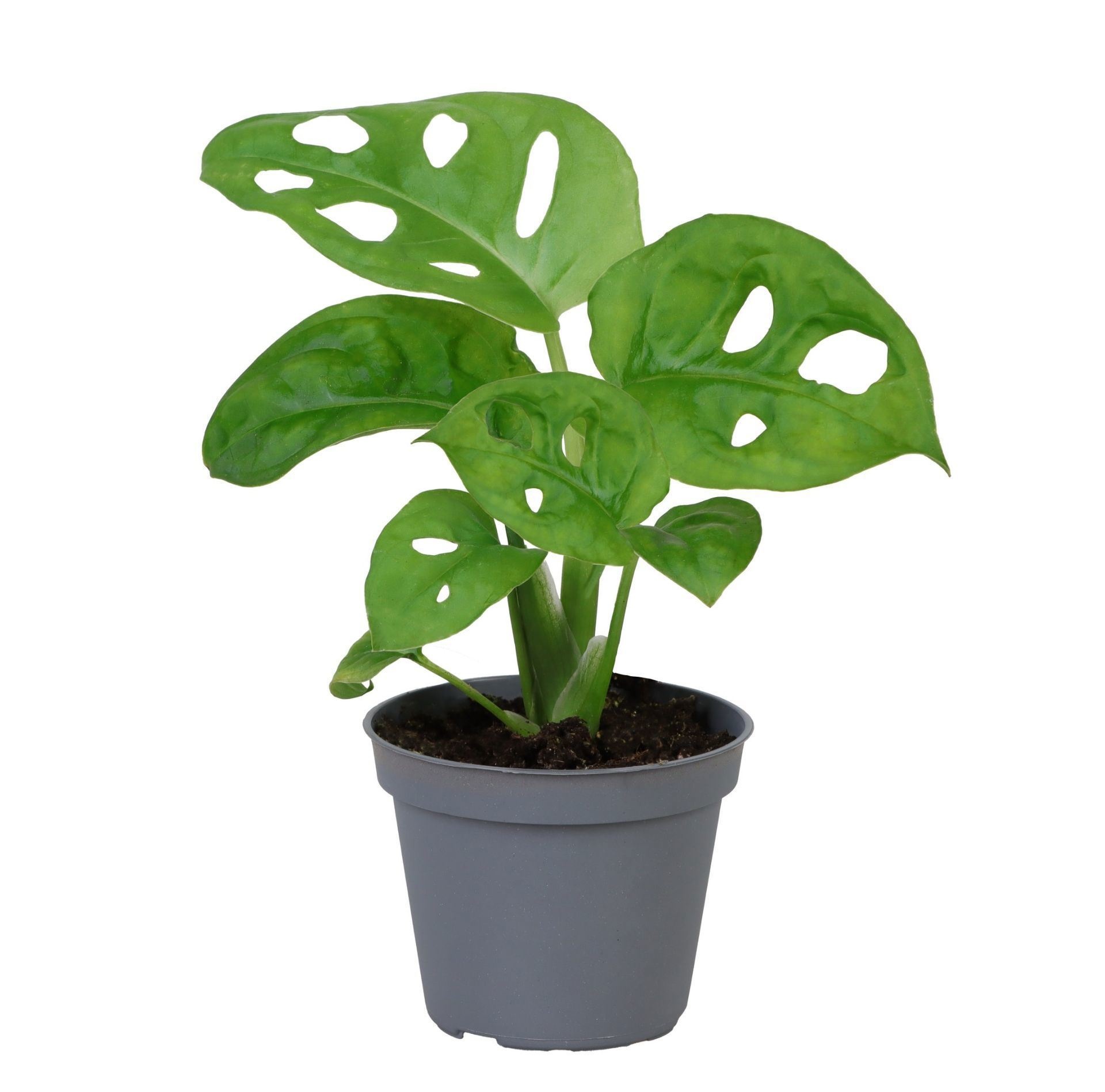 Monstera Obliqua, D 6