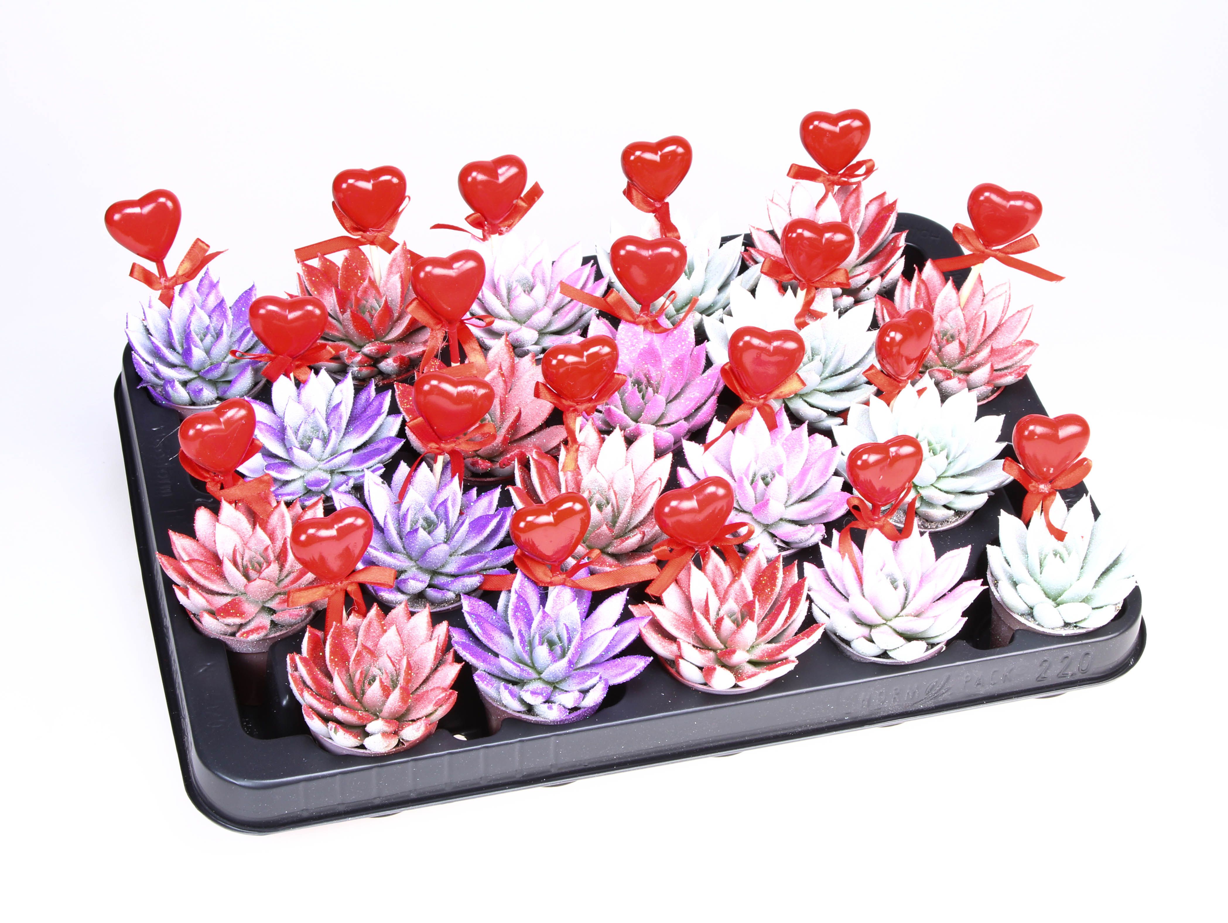 Miranda Valentine Glittermix + hartje, D 5,5