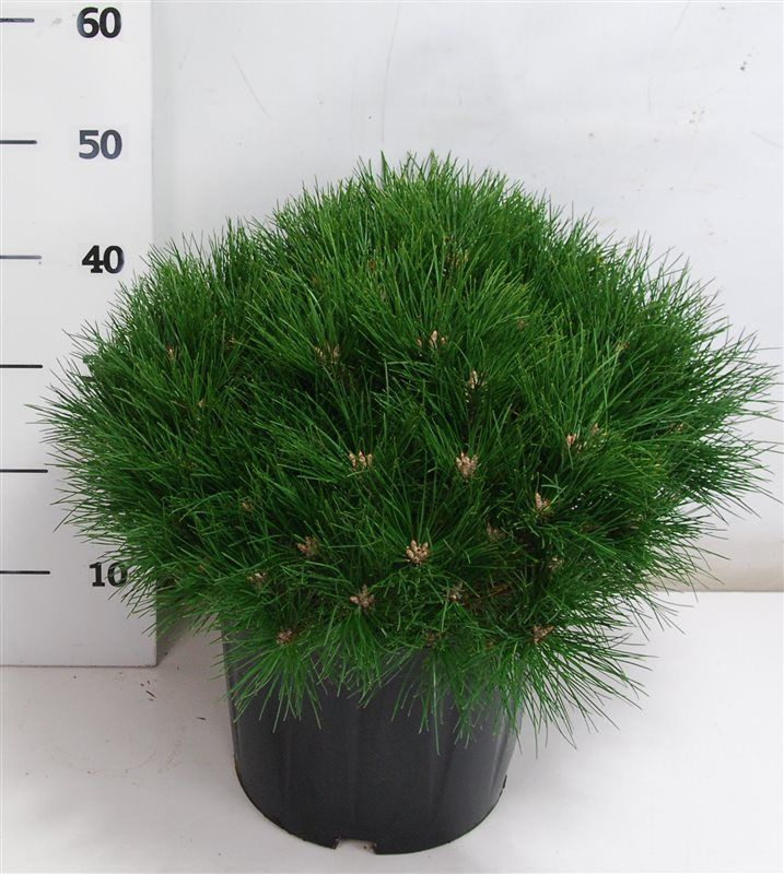 Pinus nigra 'Marie Bregeon', D 32