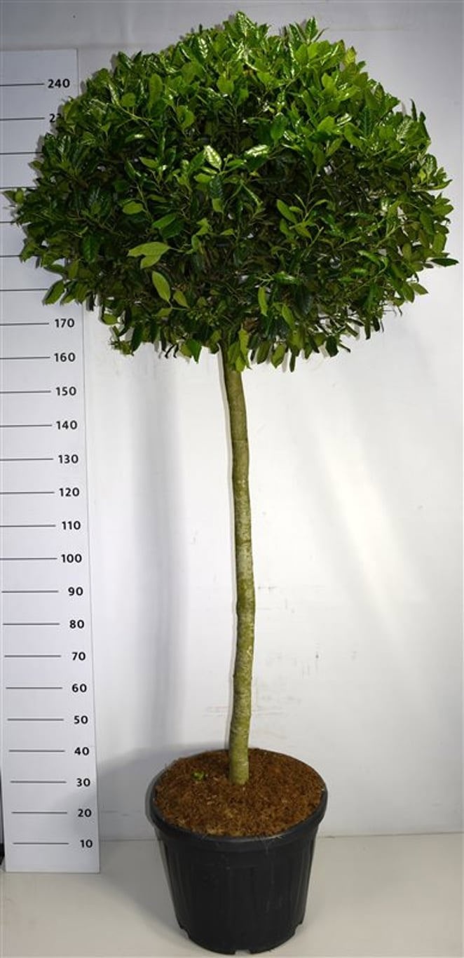 Ilex 'Nellie R. Stevens', D 51