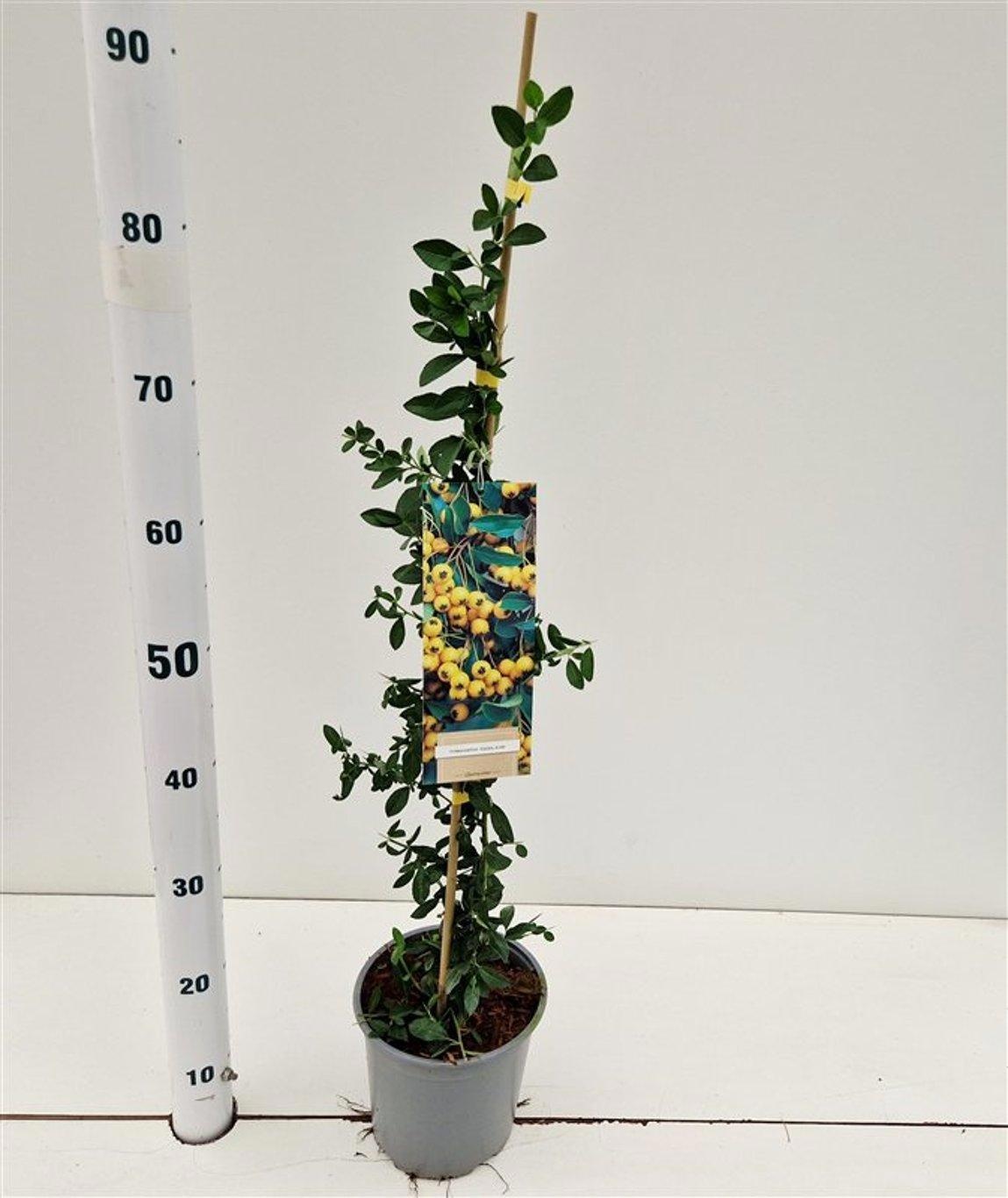 Pyracantha 'Soleil d'Or' - gestokt, D 17