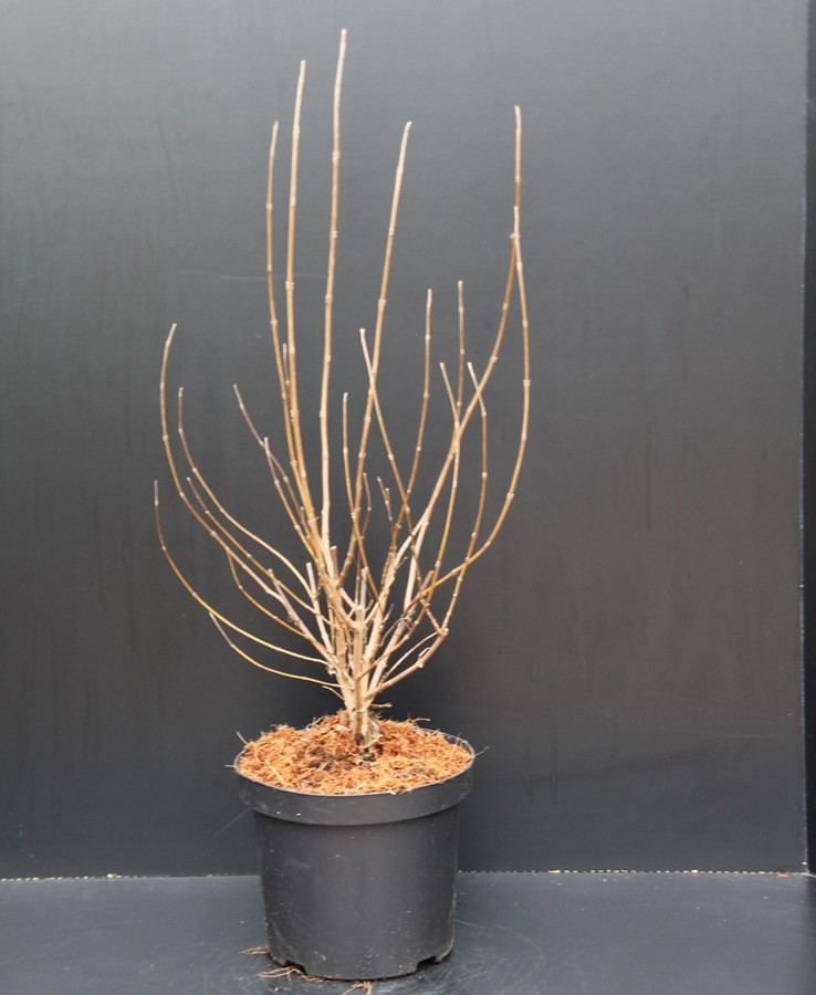 Vitex Agnus-Castus, D 26