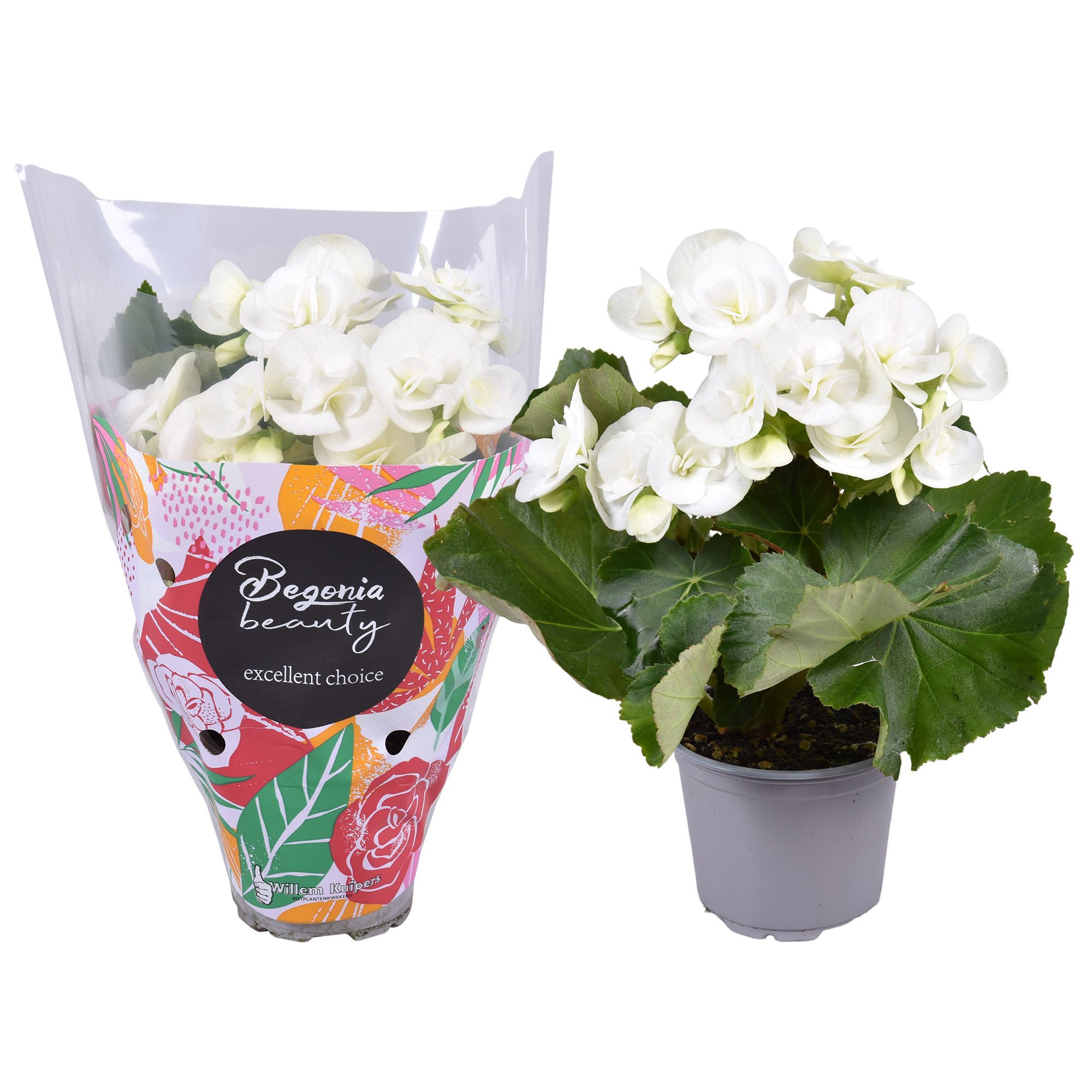 Begonia Wit standaard hoes, D 9