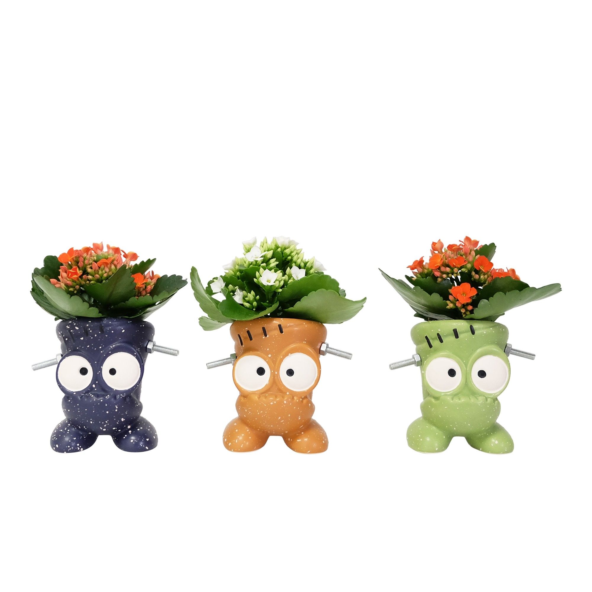 Baby Frankie with Kalanchoe, D 6