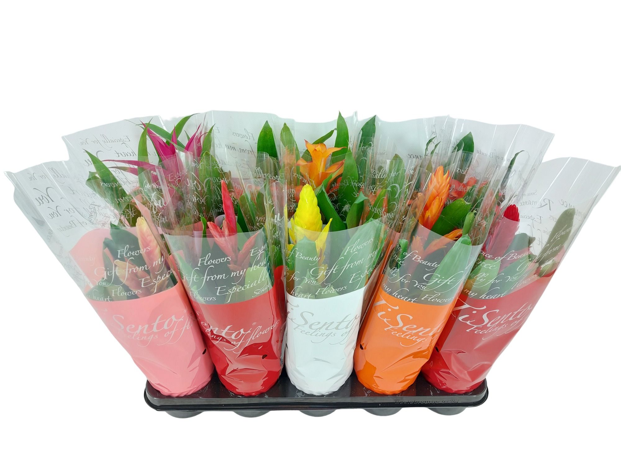 Bromelia Mix - 40 cm, D 12