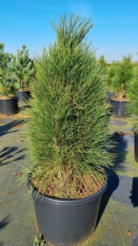 Pinus nigra 'Green Tower', D 50