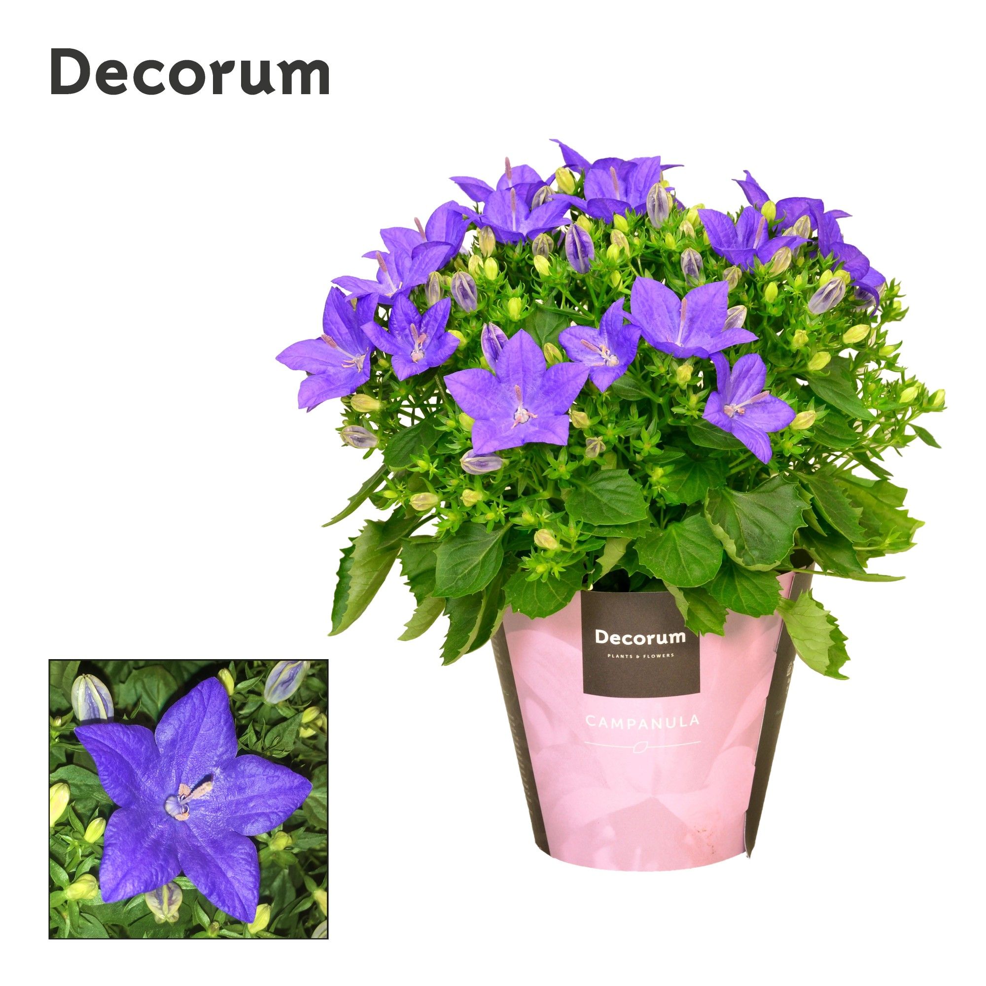 Campanula iso. Napoli Decorum, D 11