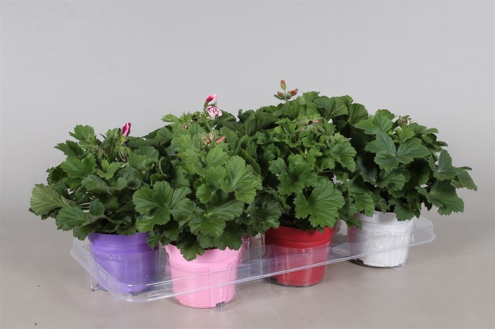 Pelargonium Grandiflorum Mixkar 5 kleuren in Ton sur Ton (stadium 1/2), D 12