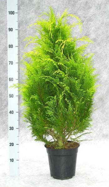 Chamaecyparis lawsoniana 'Stardust', D 21