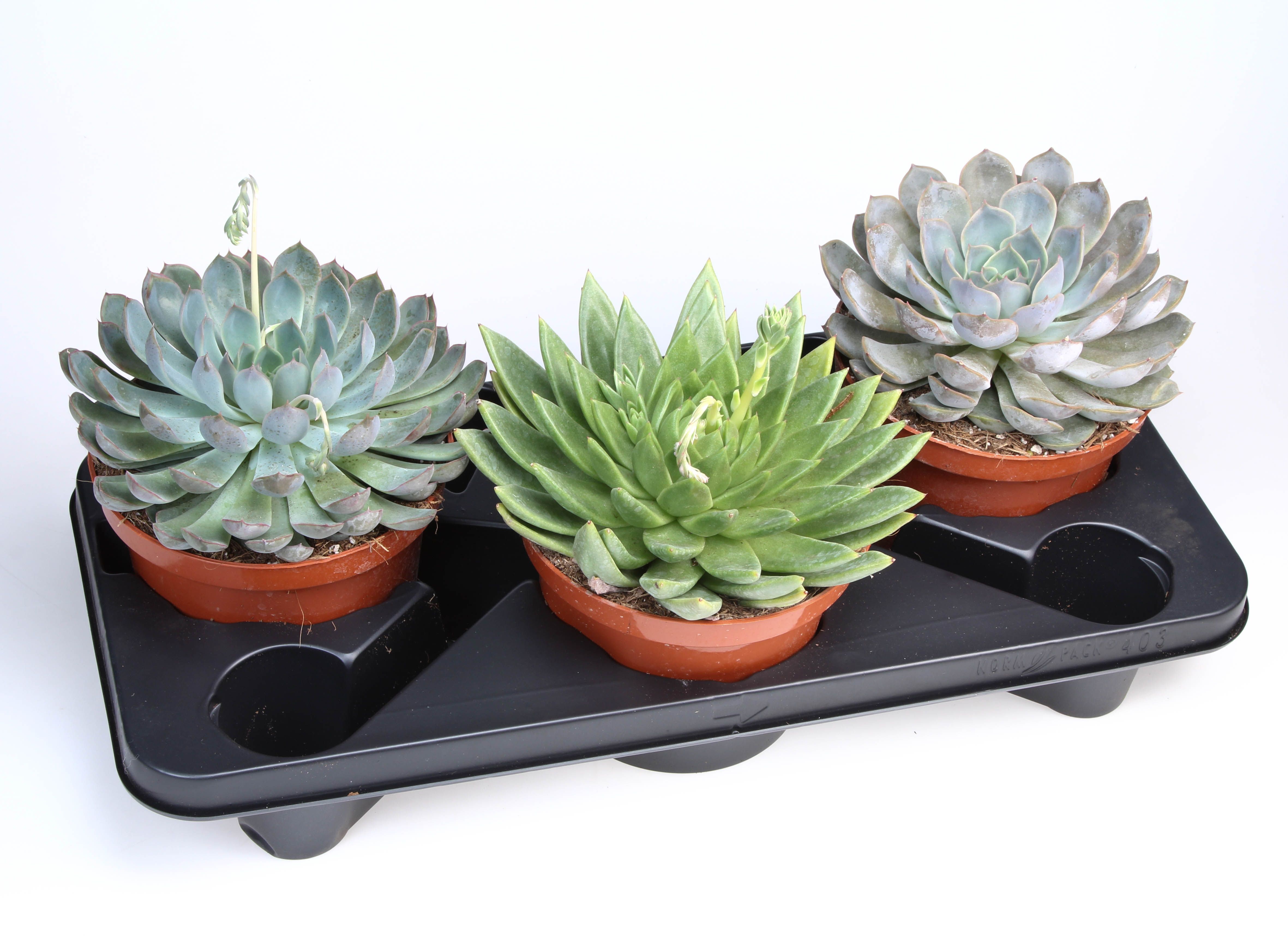 Succulenten mix, D 17