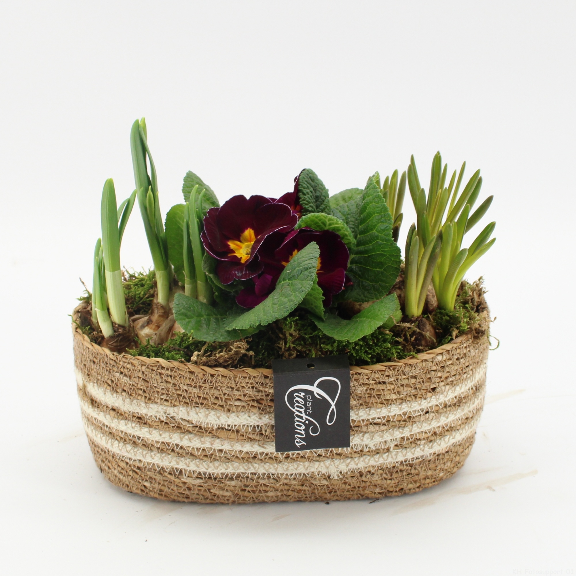 PMCR-2648 Primula creations, D 24