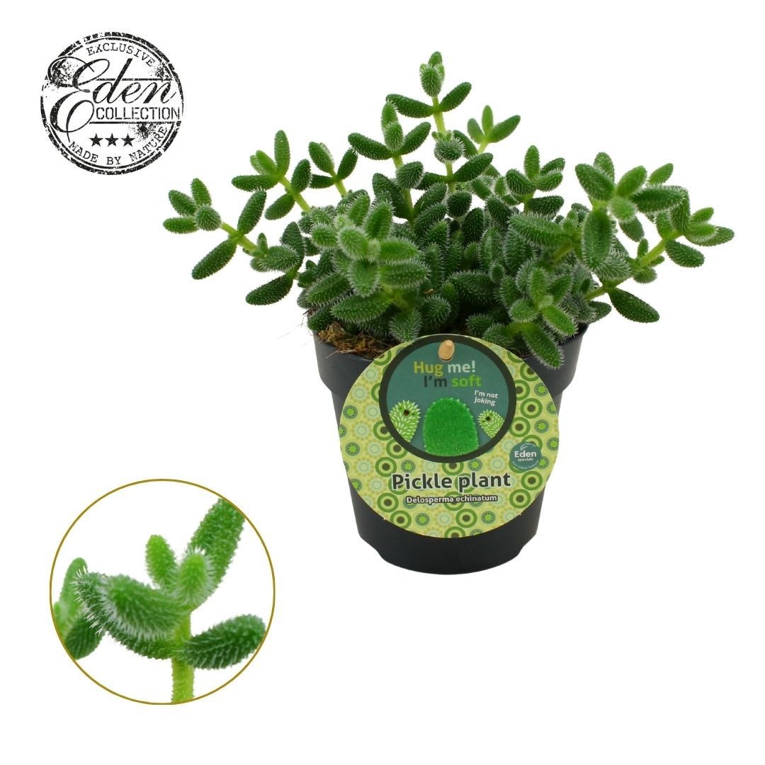 Delosperma Echinatum 12cm Engels etiket, D 12