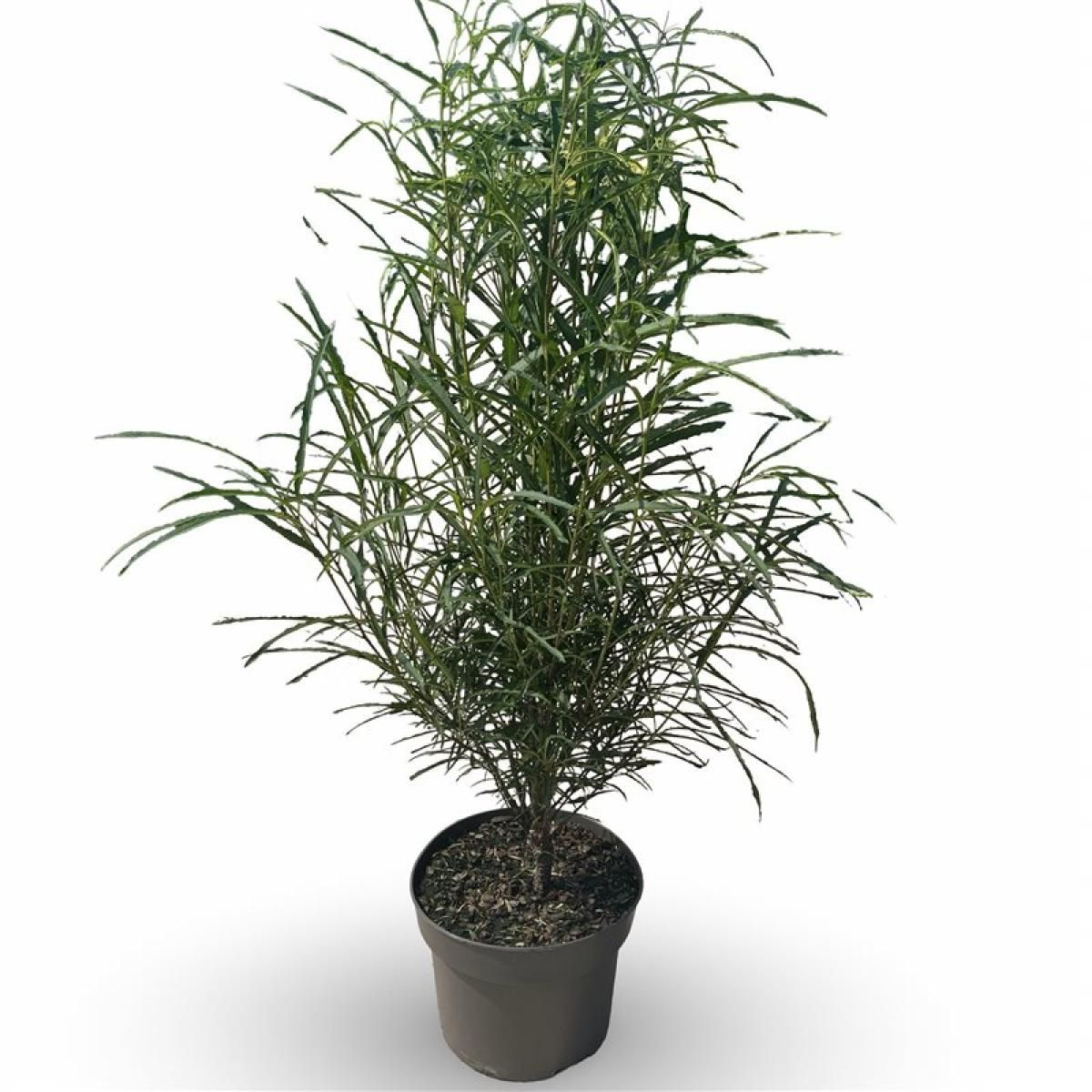 Frangula alnus Fine Line, D 45