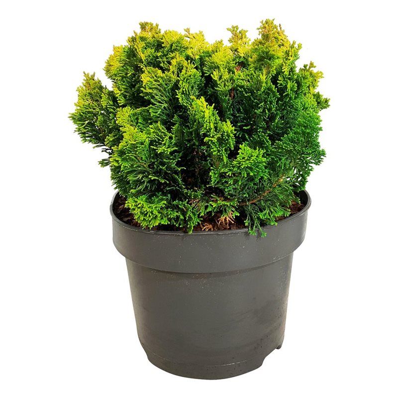 Chamaecyparis obt. 'Meroki Twin', D 21