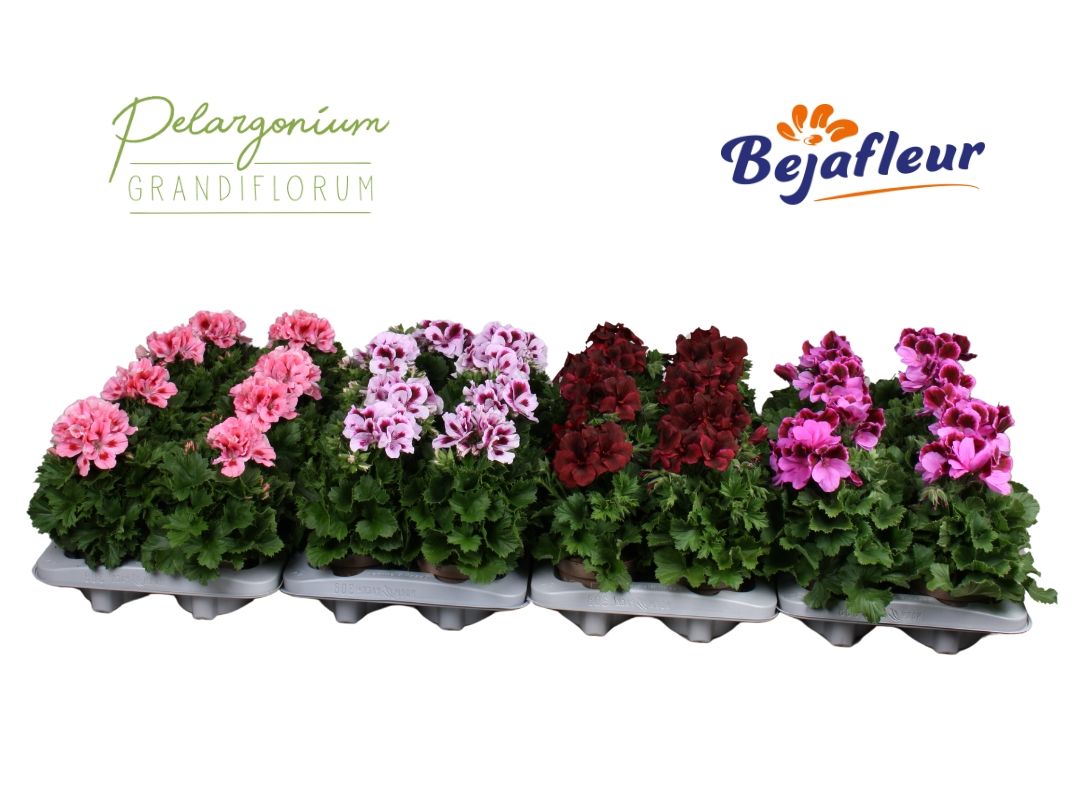 Pelargonium Grandiflorum Mix laag, D 12