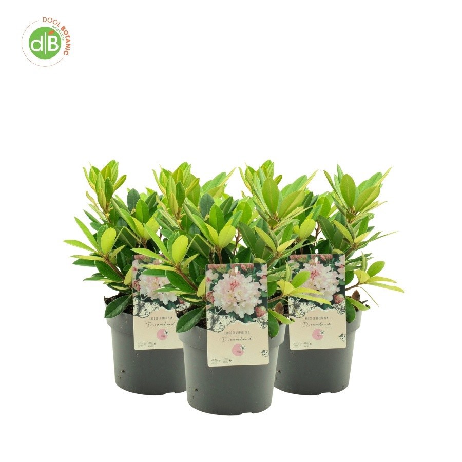 Rhododendron (Y) 'Dreamland', D 19