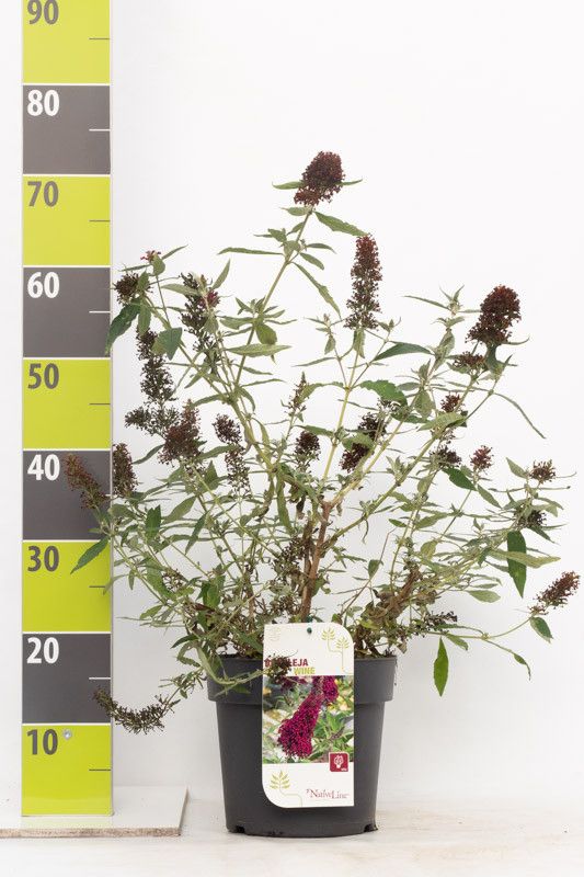 Buddleja 'Buzz Wine' -R- C 4,6, D 23