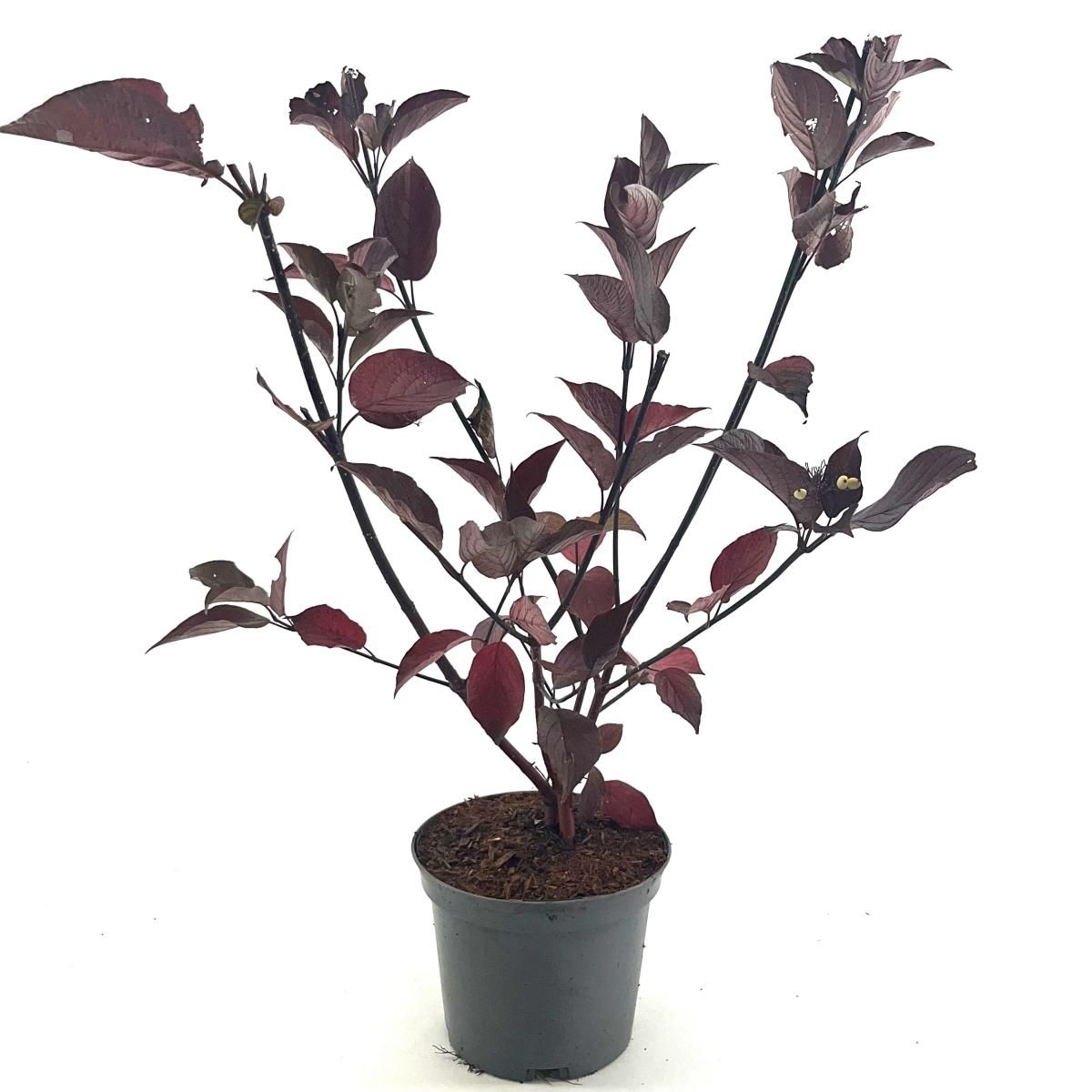 Cornus alba 'Kesselringii', D 19