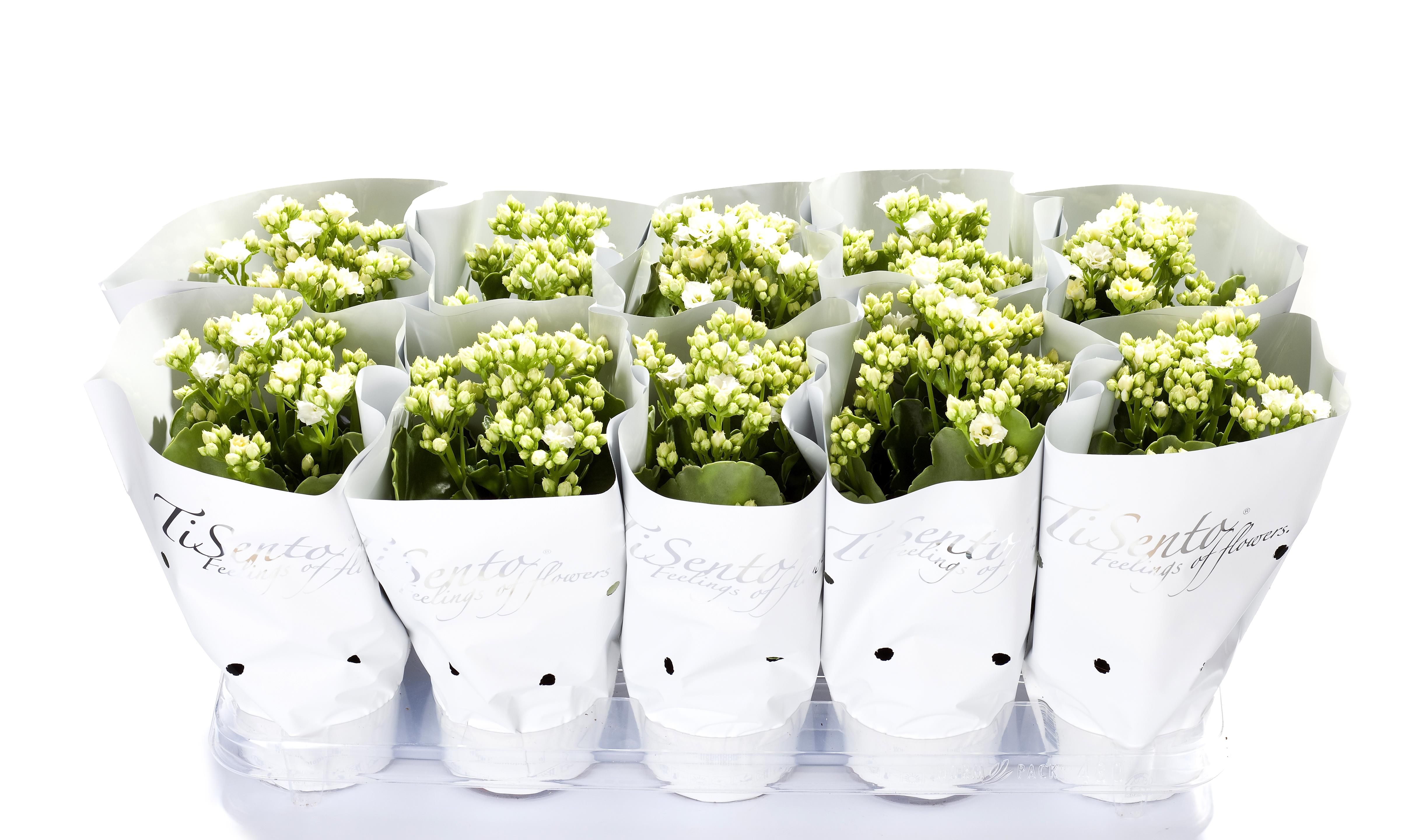 Calandiva 12 cm Wit in Wit + Glitter, D 12