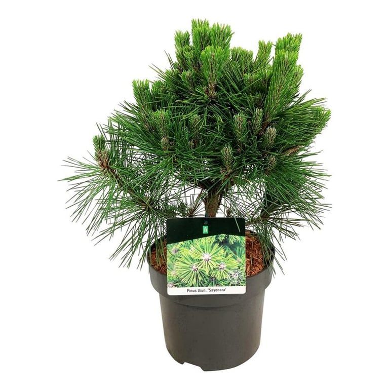 Pinus thunbergii 'Sayonara', D 21