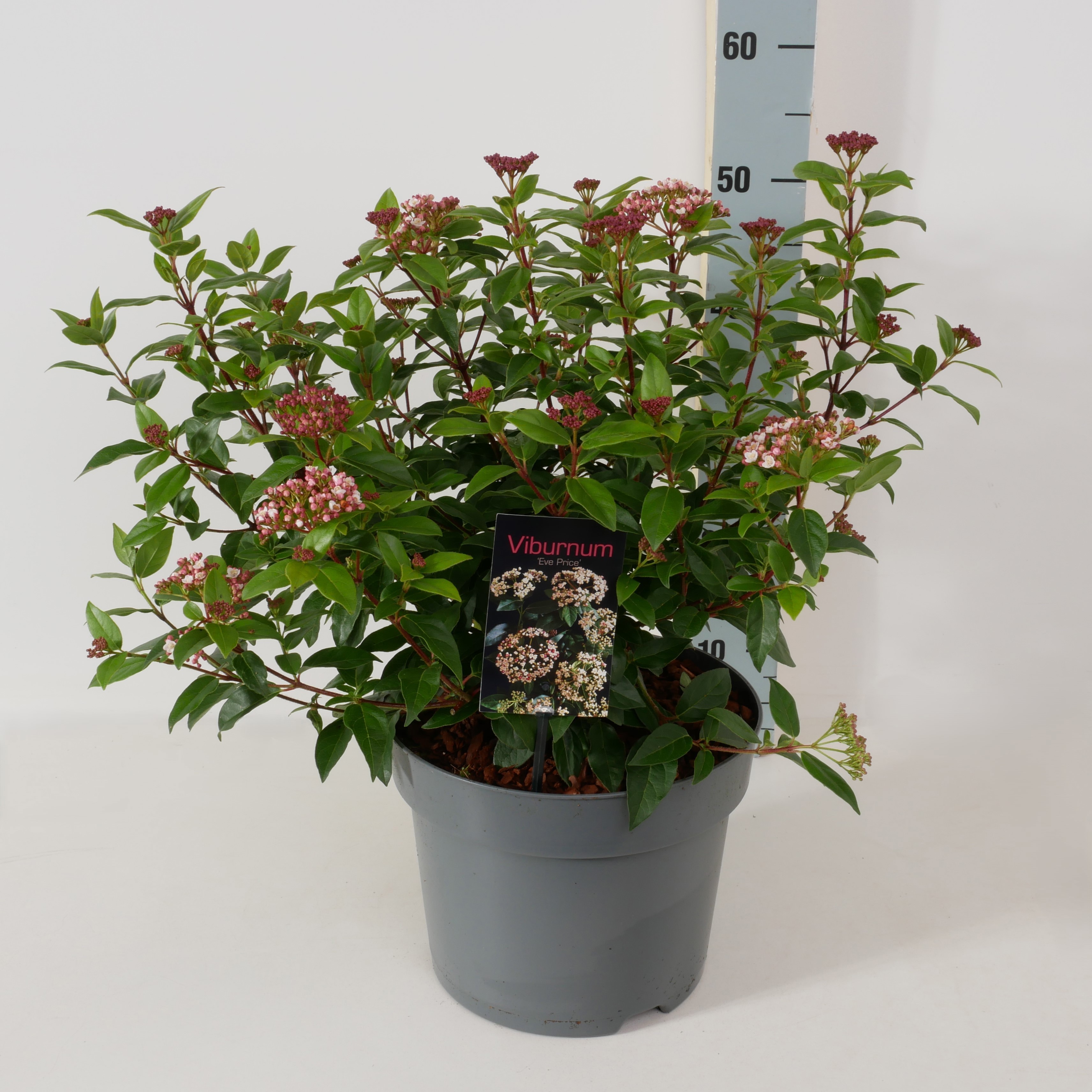 Viburnum tinus 'Eve Price' P26, D 26