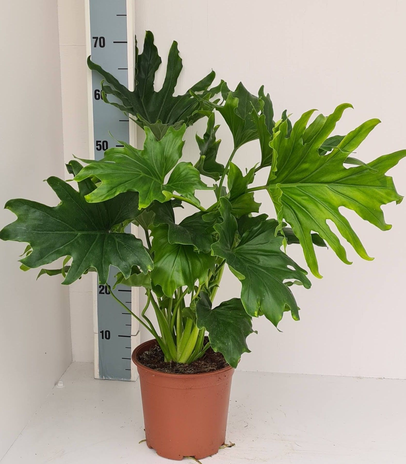 Philodendron Lickety split, D 19